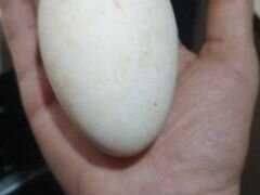 Яйца гусинное на инкубацию