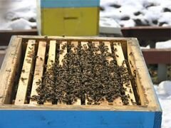 Пчелопакеты, пчеломатки Карника