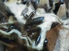 Мраморные тараканы