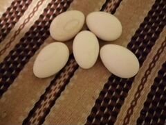 Инкубационные гусиные и утиные яйца