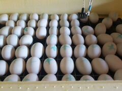 Соберу инкубационные яйца утки