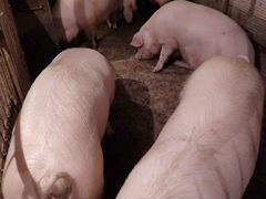Свиньи см-1 живым весом