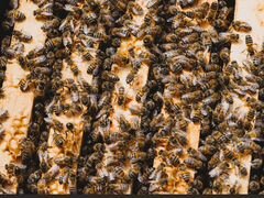 Продам пчелосемьи (на выбор )