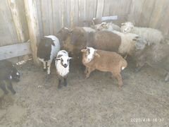 Продам овец, ягнят на разведение в Усть- Орде