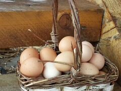 Домашние куриные яйца свежие