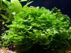 Продам аквариумное растение