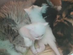 Котята от ласковой и общительный мамы