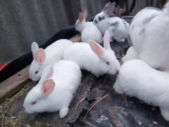 Продам малышей кролики