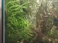 Аквариумные растения