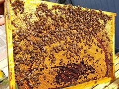 Пчелы с доставкой
