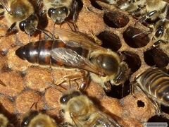 Неплодные пчелиные матки Карника с 29.04.2020