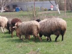 Продам курдючьных овец
