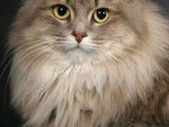 Сибирский кот Манул