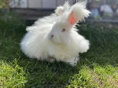 Вязка кролик немецкая Ангора