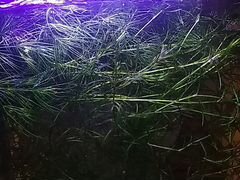 Трава для аквариума