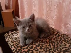 Продам котенка шатланского прямоухого