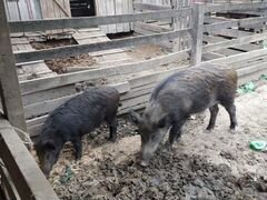 Кабан и свинка