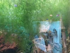 Растения аквариумные