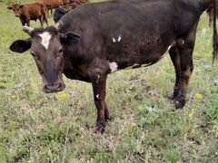 Коровы и бык герефорд
