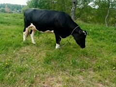 Корова дойная черно-пестрая