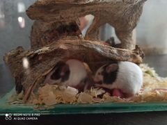 Мышь японская бамбуковая