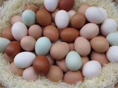 Яйца Доминанта инкубационные