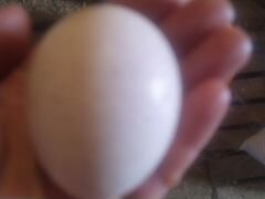 Яйцо индейки
