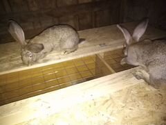 Кролики порода фландр