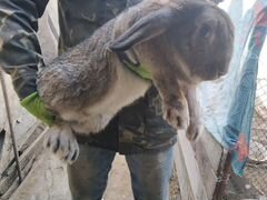Продам кроликов Серый Великан