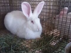 Кролики породы Белый Панон 2мес и 3мес