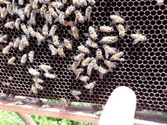 Продаются пчеломатки