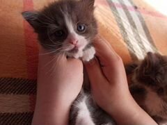 Отдадим в добрые руки котёнка или кошечку
