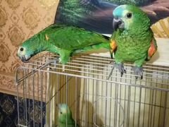 Птенцы попугая Амазон