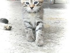 Котята от кошки-мышеловки в добрые руки