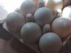 Инкубационные яйца индоутиные