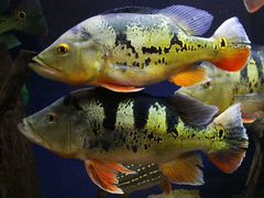 Рыба Цихла Оцеллярис (Cichla ocellaris)