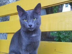 Найден кот Русская голубая