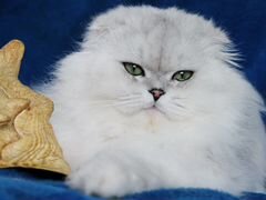 Вязка Титулованный шотландский вислоухий кот