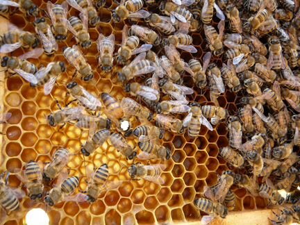 Пчеломатки плодные