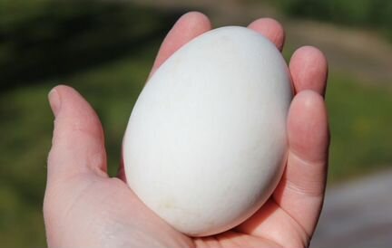 Продам гусиные яйца на инкубацию