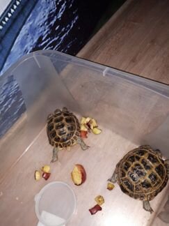 Черепахи сухопутные