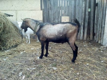 Чешский козел ждет в гости