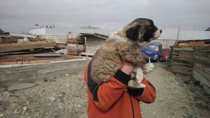 Продаю щенка кавказской овчарки