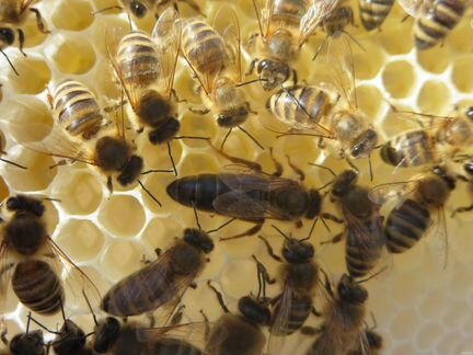 Пчеломатки среднерусские плодные июльские