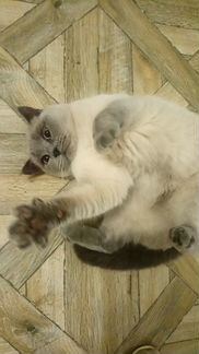 Тайская голубая кошка