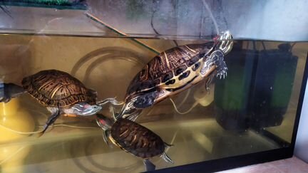 Красноухие черепахи с аквариум 100 литров
