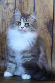 Сибирский голубой котенок - девочка