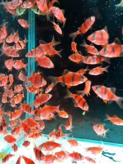 Рыбки аквариумные