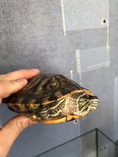 Продам черепаху с аквариумам