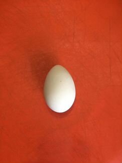 Инкубационное яйцо, пищевое яйцо
